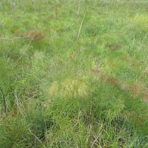 Photographie n°148700 du taxon Peucedanum officinale L. [1753]