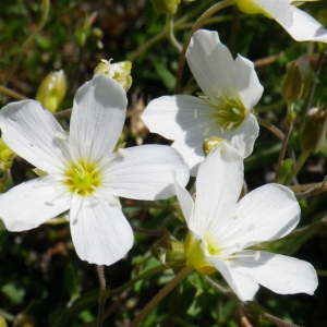 Photographie n°148705 du taxon Arenaria montana L. [1755]