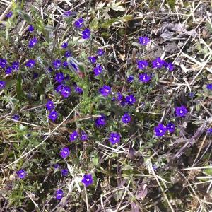 Photographie n°148707 du taxon Legousia speculum-veneris (L.) Chaix [1785]