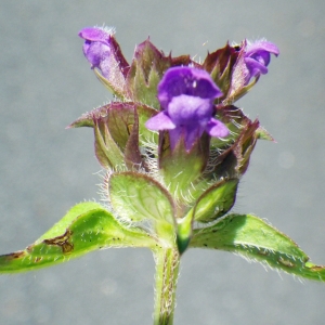 Photographie n°148713 du taxon Prunella hyssopifolia L. [1753]