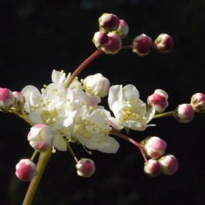 Photographie n°148715 du taxon Filipendula vulgaris Moench [1794]