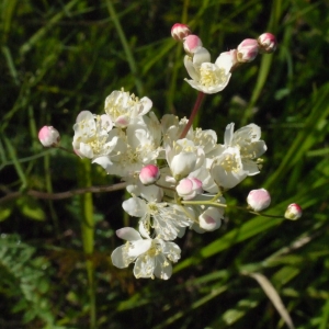 Photographie n°148717 du taxon Filipendula vulgaris Moench [1794]