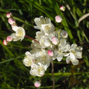 Photographie n°148718 du taxon Filipendula vulgaris Moench [1794]