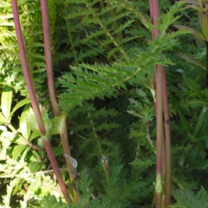 Photographie n°148723 du taxon Filipendula vulgaris Moench [1794]