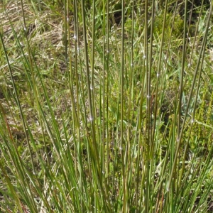 Photographie n°148729 du taxon Pseudarrhenatherum longifolium (Thore) Rouy [1922]