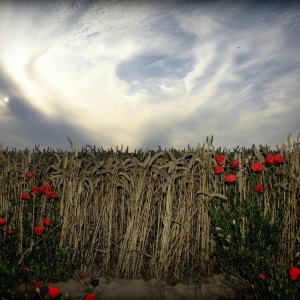 Photographie n°148734 du taxon Papaver rhoeas L. [1753]