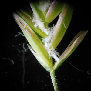 Photographie n°148736 du taxon Festuca arundinacea Schreb.