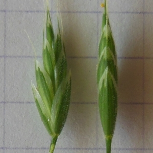 Bromus glomeratus Tausch (Brome fausse orge)