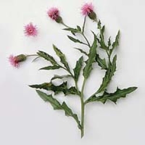Photographie n°148757 du taxon Cirsium arvense (L.) Scop. [1772]