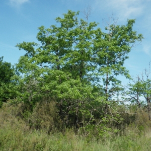 Photographie n°148765 du taxon Quercus pyrenaica Willd. [1805]