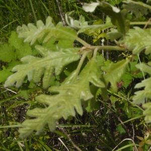 Photographie n°148766 du taxon Quercus pyrenaica Willd. [1805]