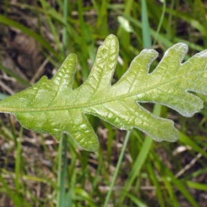 Photographie n°148769 du taxon Quercus pyrenaica Willd. [1805]