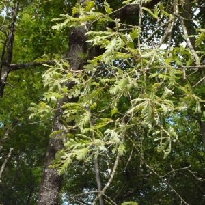 Photographie n°148772 du taxon Quercus pyrenaica Willd. [1805]