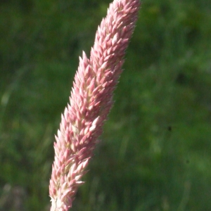 Photographie n°148778 du taxon Holcus lanatus L. [1753]