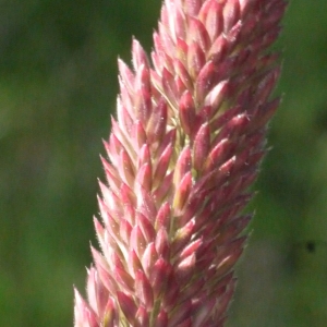 Ginannia pubescens Bubani (Houlque laineuse)