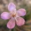  Jean-Claude Calais - Dianthus pungens subsp. ruscinonensis (Boiss.) M.Bernal, M.Laínz & Muñoz Garm. [1987]