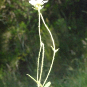 Photographie n°148809 du taxon Potentilla montana Brot. [1804]