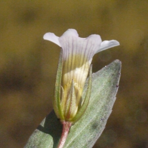 Photographie n°148820 du taxon Gratiola officinalis L. [1753]