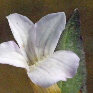 Gratiola officinalis L. (Gratiole officinale)