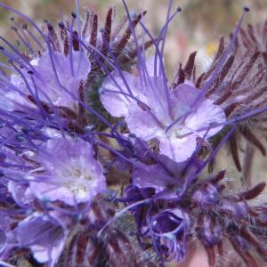 Photographie n°148831 du taxon Phacelia Juss. [1789]