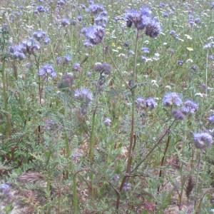  - Phacelia Juss. [1789]