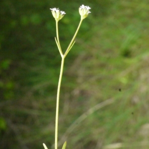  - Valerianella dentata (L.) Pollich [1776]