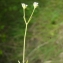  Liliane Roubaudi - Valerianella dentata (L.) Pollich [1776]