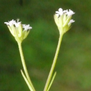  - Valerianella dentata (L.) Pollich [1776]