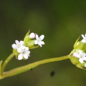  - Valerianella dentata (L.) Pollich [1776]