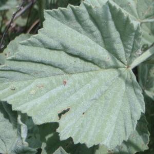 Photographie n°148847 du taxon Althaea officinalis L. [1753]