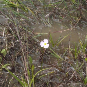 Photographie n°148863 du taxon Baldellia ranunculoides (L.) Parl. [1854]