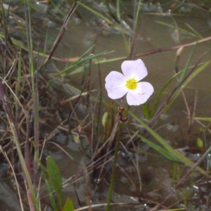 Photographie n°148864 du taxon Baldellia ranunculoides (L.) Parl. [1854]