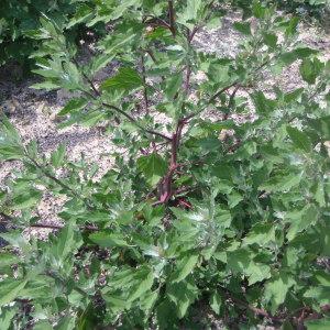 Photographie n°148869 du taxon Chenopodium album L. [1753]