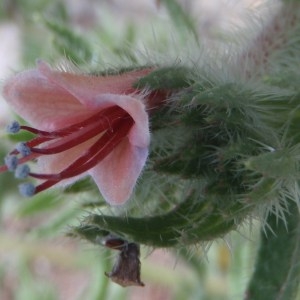 Photographie n°148874 du taxon Echium asperrimum Lam. [1792]