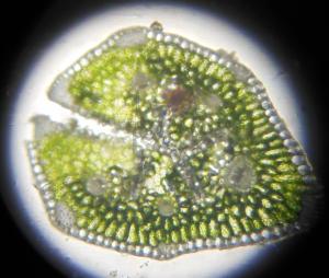 Dominique Remaud, le  9 juin 2013 (Limay)