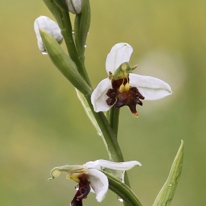  - Ophrys apifera var. fulvofusca Grasso & Scrugli [1987]