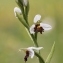  Gilles SALAMA - Ophrys apifera var. fulvofusca Grasso & Scrugli [1987]