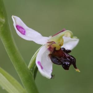  - Ophrys apifera var. fulvofusca Grasso & Scrugli [1987]