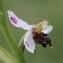  Gilles SALAMA - Ophrys apifera var. fulvofusca Grasso & Scrugli [1987]