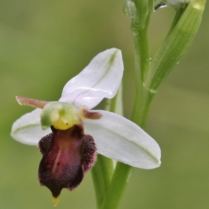 Ophrys apifera var. fulvofusca Grasso & Scrugli