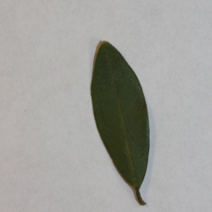 Photographie n°150017 du taxon Phillyrea angustifolia L. [1753]