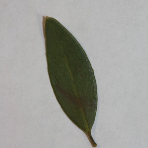 Photographie n°150018 du taxon Phillyrea angustifolia L. [1753]