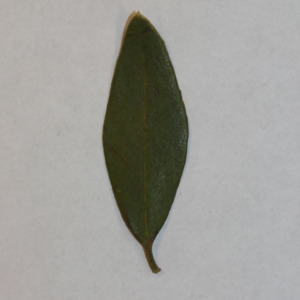 Photographie n°150021 du taxon Phillyrea angustifolia L. [1753]