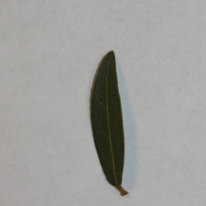 Photographie n°150024 du taxon Phillyrea angustifolia L. [1753]