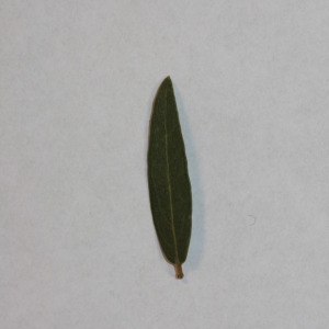 Photographie n°150026 du taxon Phillyrea angustifolia L. [1753]
