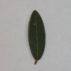 Photographie n°150027 du taxon Phillyrea angustifolia L. [1753]