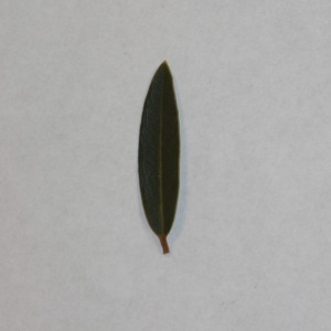 Photographie n°150029 du taxon Phillyrea angustifolia L. [1753]