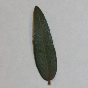 Photographie n°150033 du taxon Phillyrea angustifolia L. [1753]