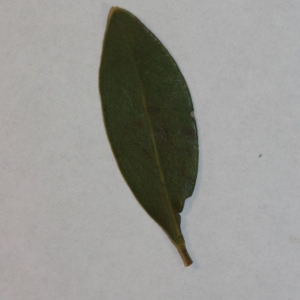 Photographie n°150035 du taxon Phillyrea angustifolia L. [1753]