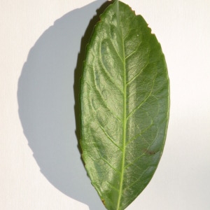 Photographie n°150038 du taxon Prunus laurocerasus L. [1753]